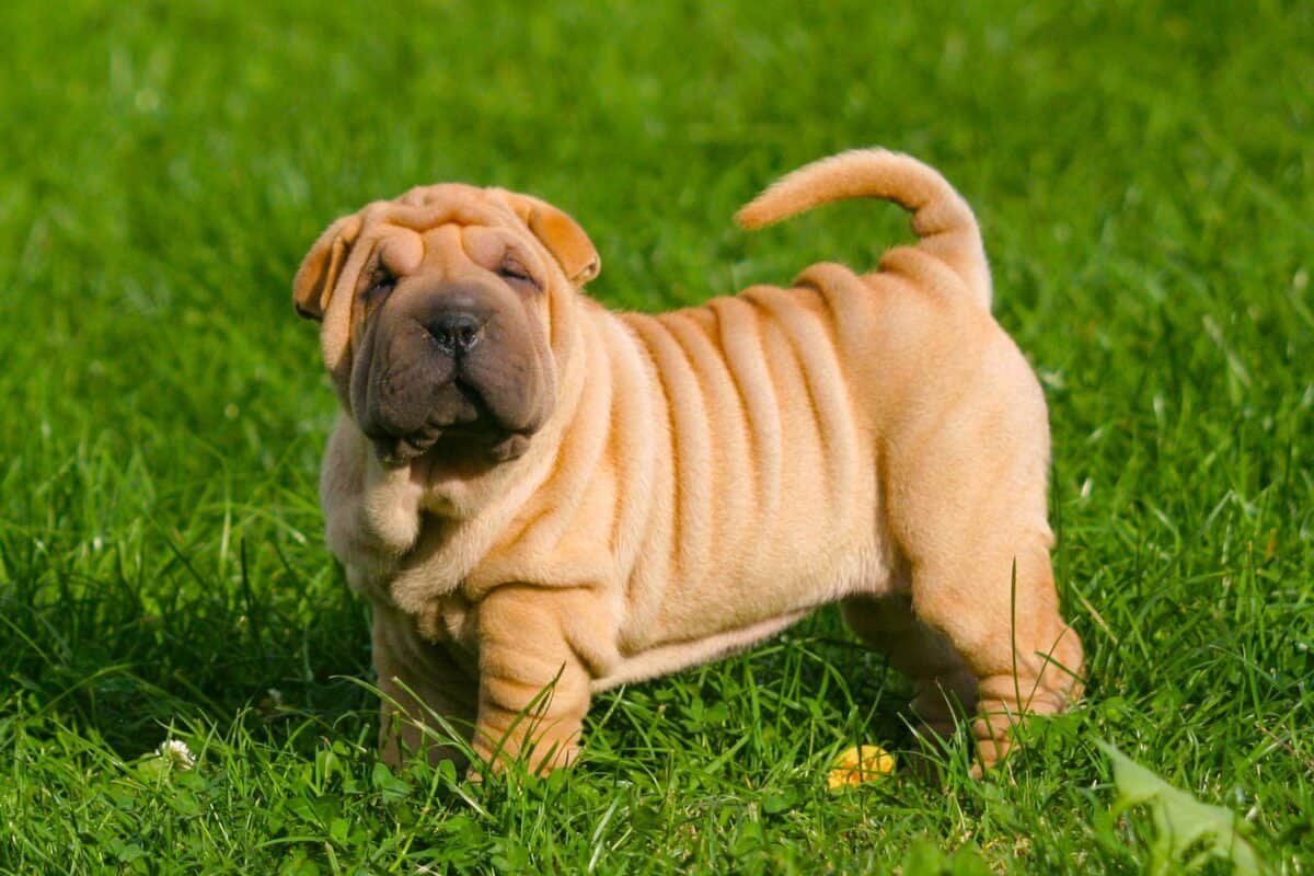 Shar Pei Puppy